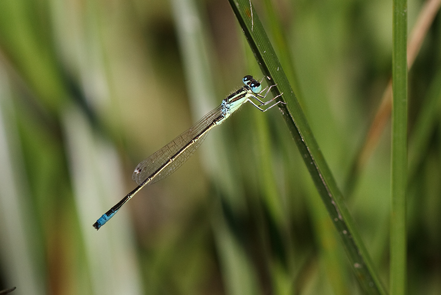 Ischnura pumilio